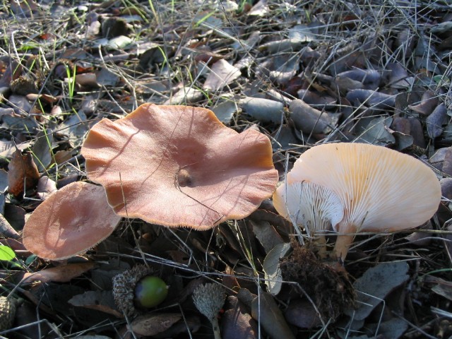 Clitocybe gibba